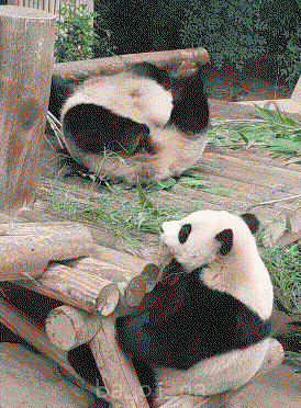 ktYeCA.gif