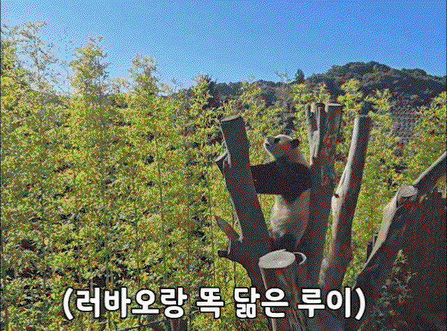 kvSQhm.gif