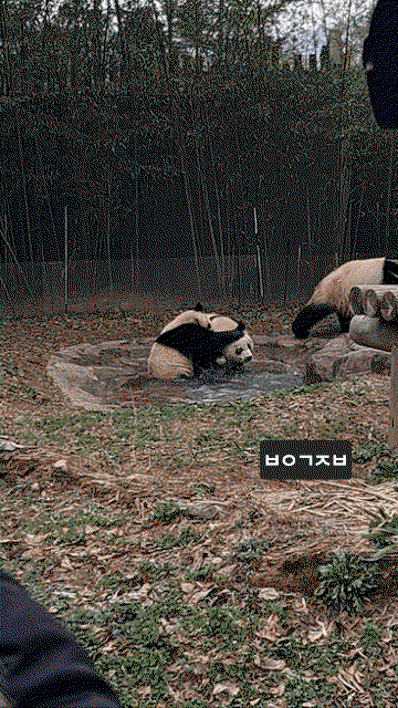 lBNGIj.gif