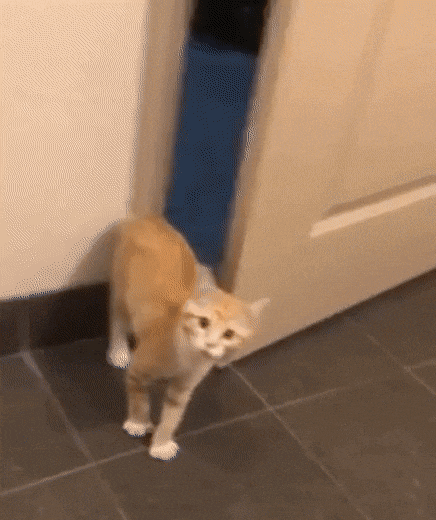 lIqNSo.gif