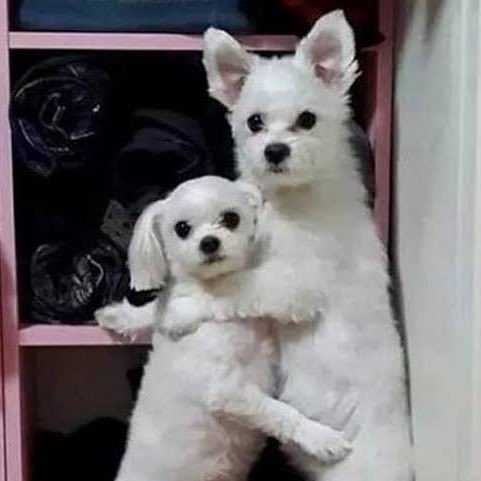 lMeQdM