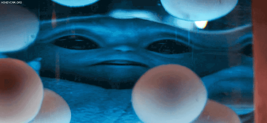 lZZSCP.gif