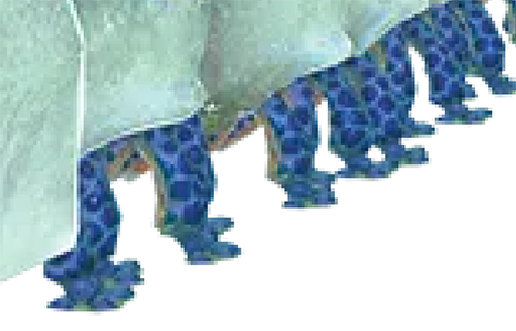lkGOjG