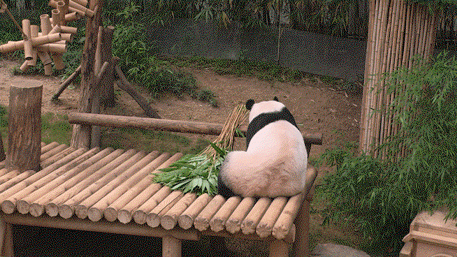 lmPDao.gif