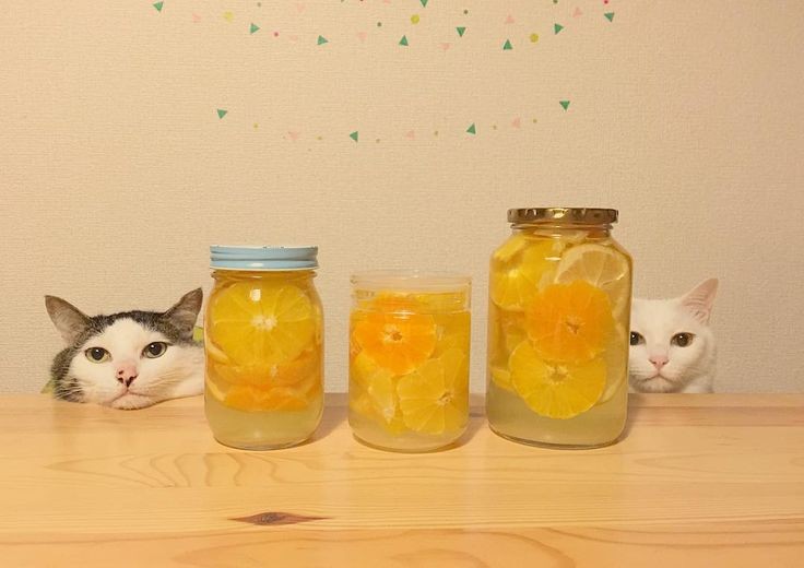 더쿠 - 🐱어서오세요 하얀 고양이 과일청 가게 입니다~
