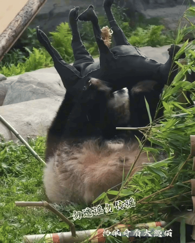 lzmErQ.gif