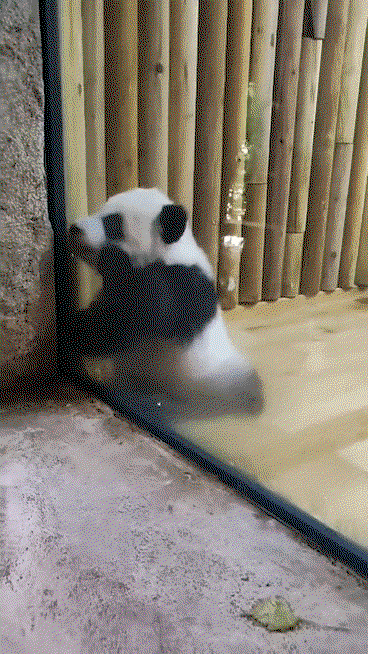 mAGlmn.gif