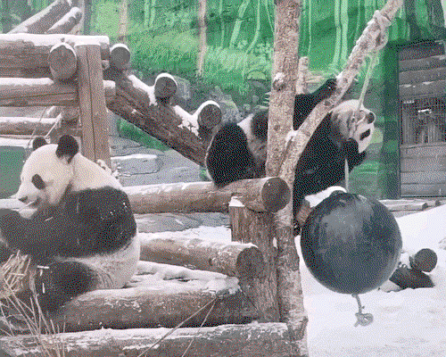 mDZxuy.gif