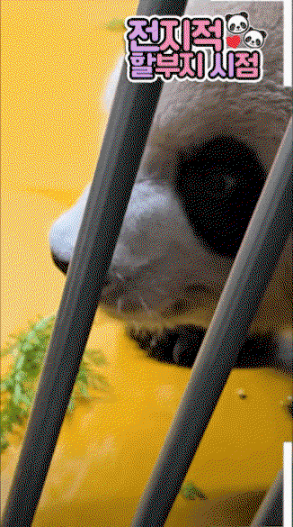 mEYAgy.gif