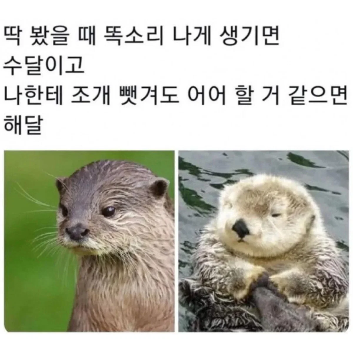 mEYXyu