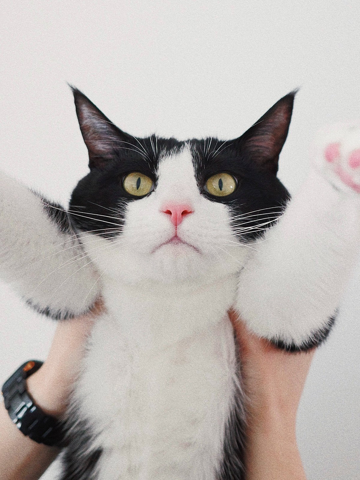 mFWWWq