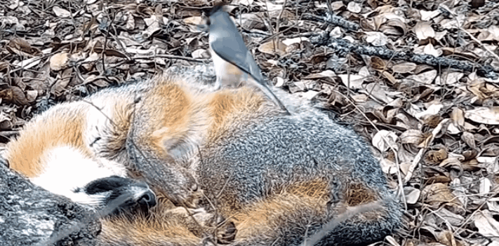 mLQoHi.gif