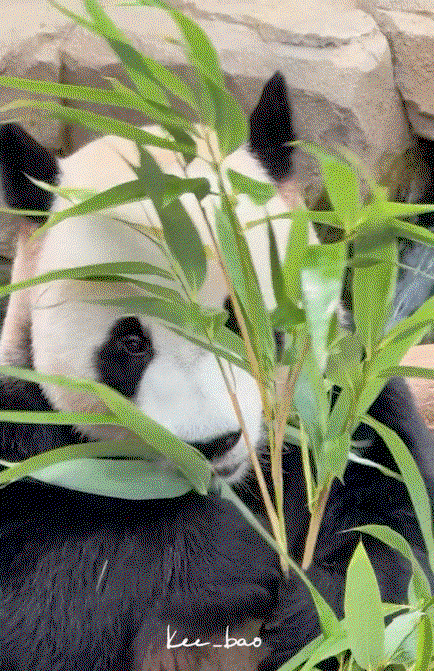 mMYbyK.gif