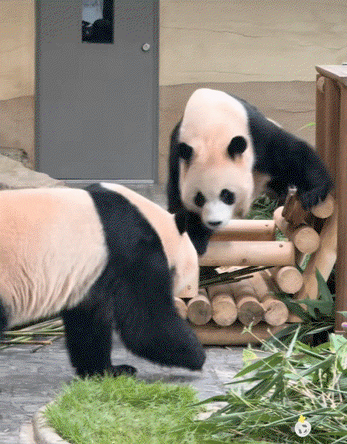 mQriCA.gif