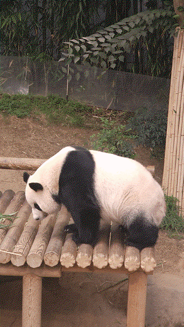 mRxcca.gif