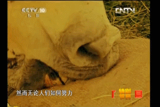 mSqebP.gif
