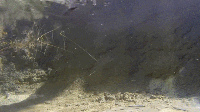 mVzoHT.gif