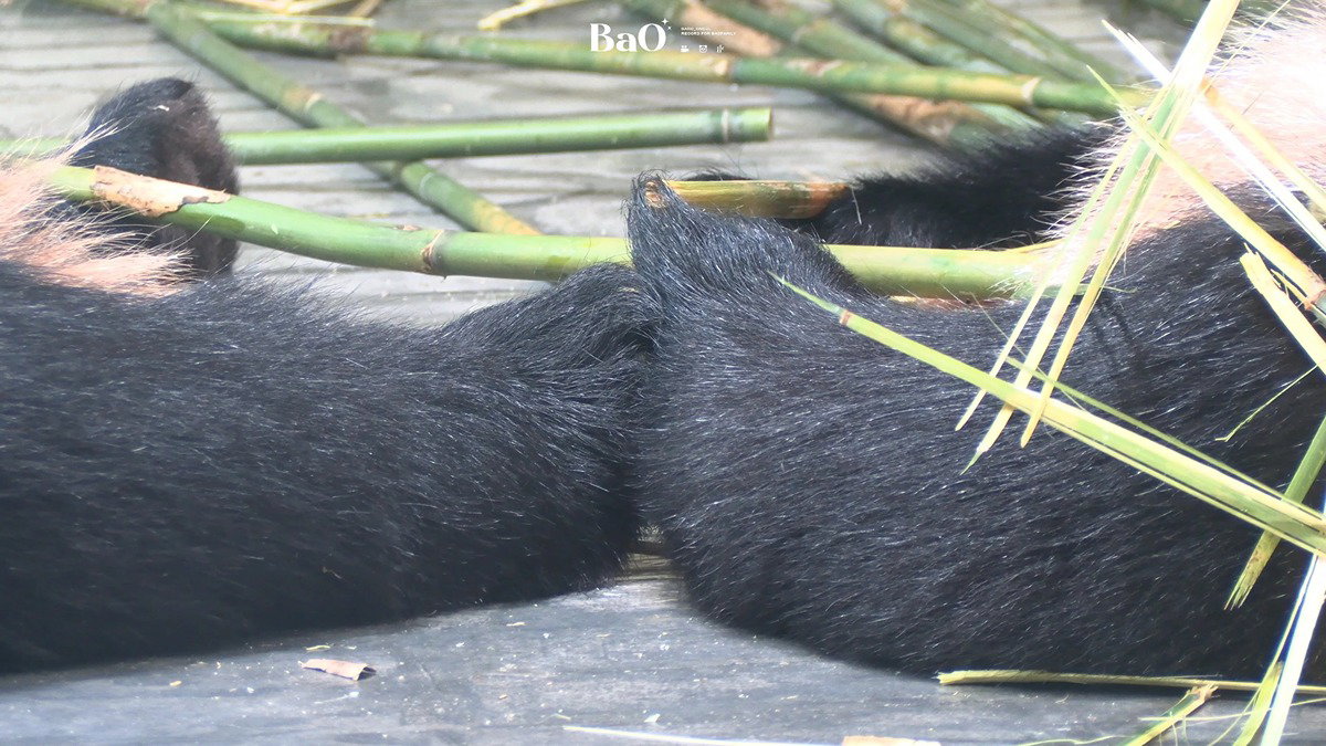 mYIohP