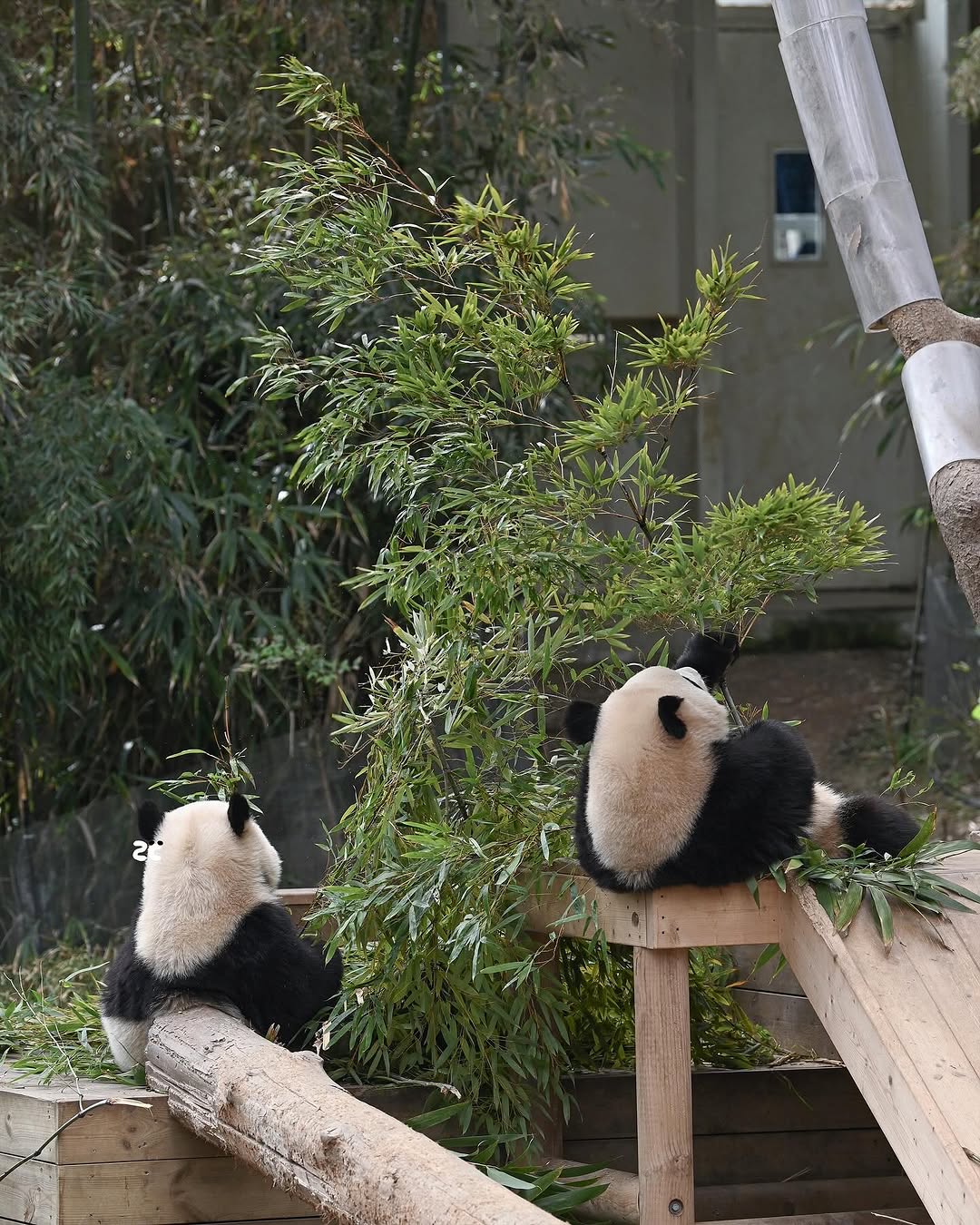 mYLjYA