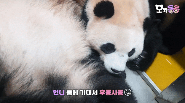 mauiin.gif