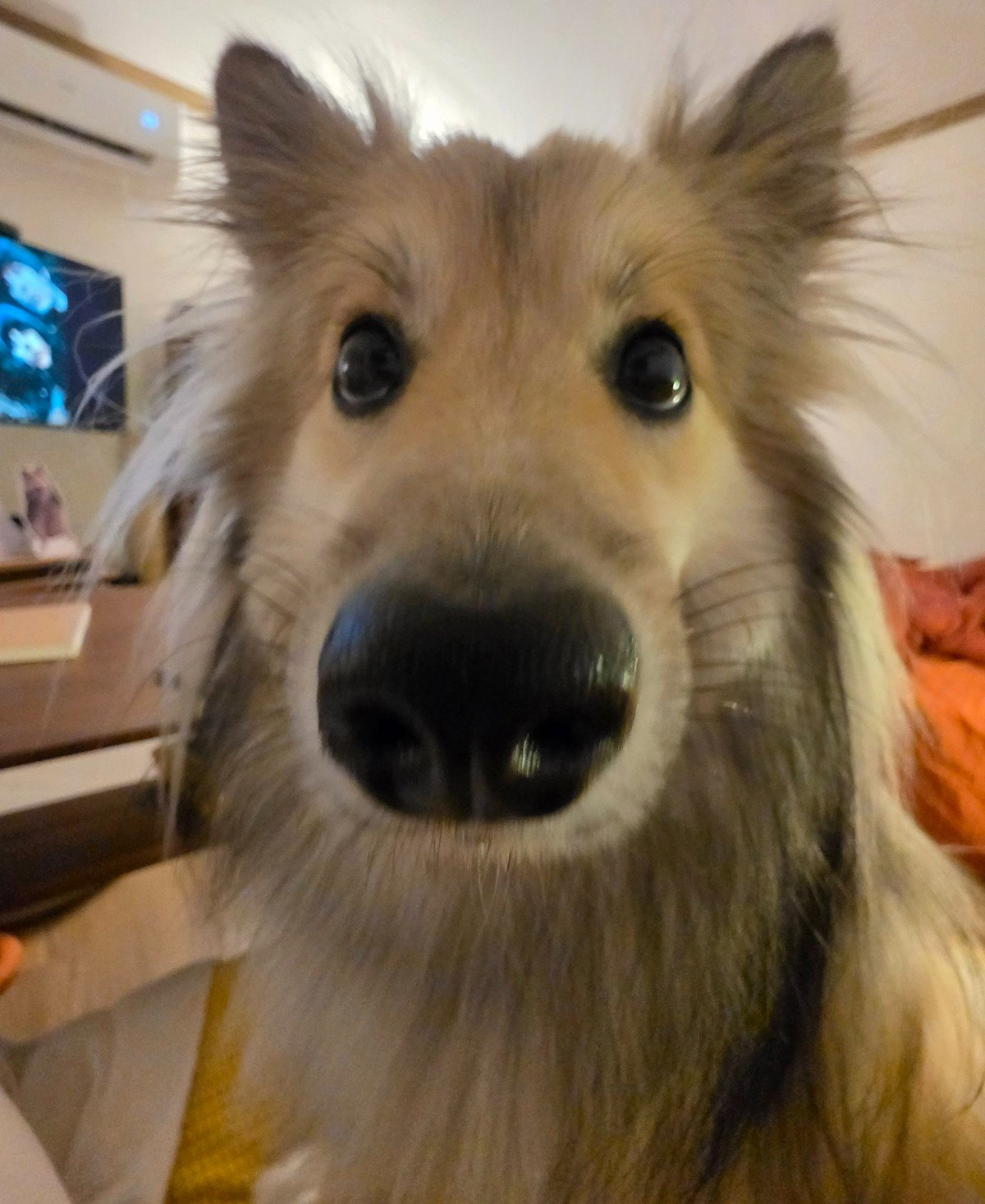 maxosz