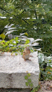 mcZjIb.gif