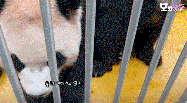 mfLqHy.gif