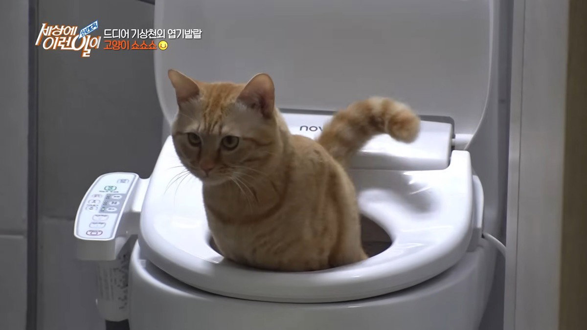 miiaWT