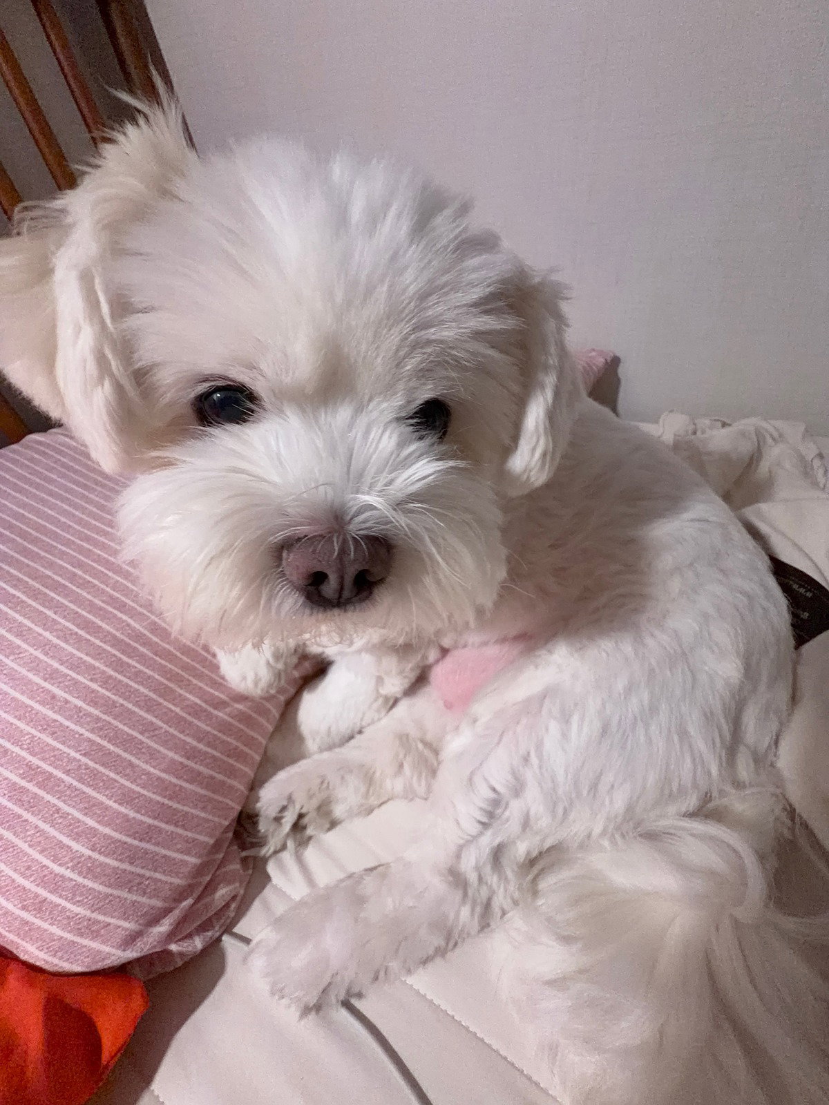 mlLEDA