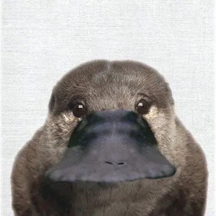 moLqsf