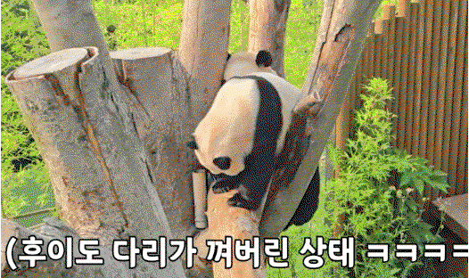mzZGAO.gif