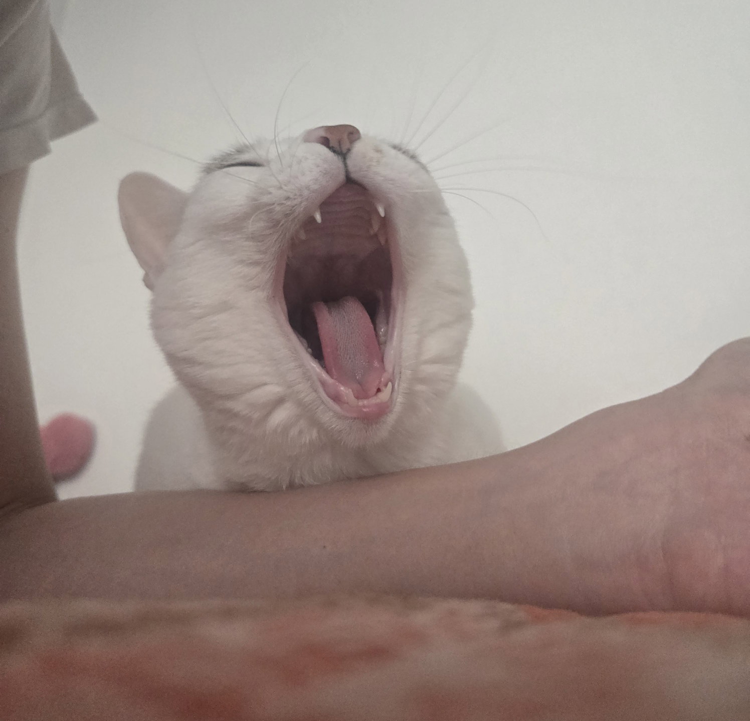 nAzkvn