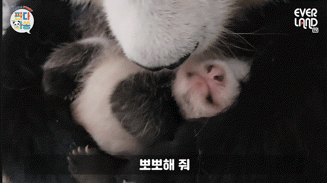 nChofK.gif