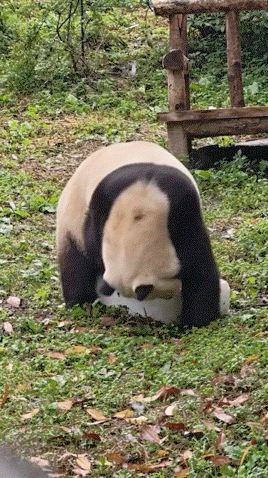 nFZXvI.gif
