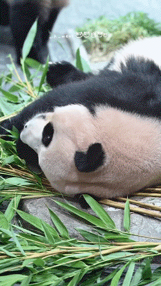 nIDUSZ.gif