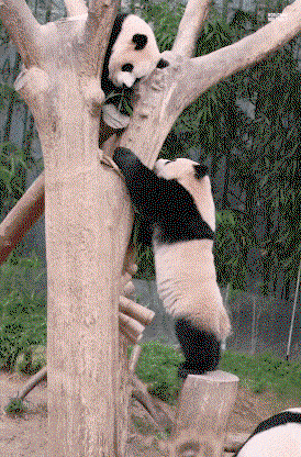 nJEuoj.gif