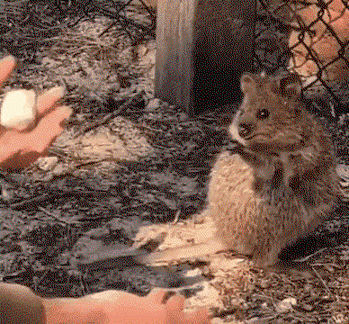 nMHPYQ.gif