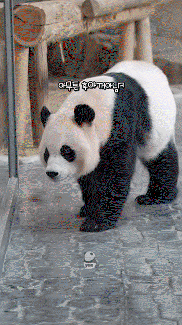 nNoWqY.gif