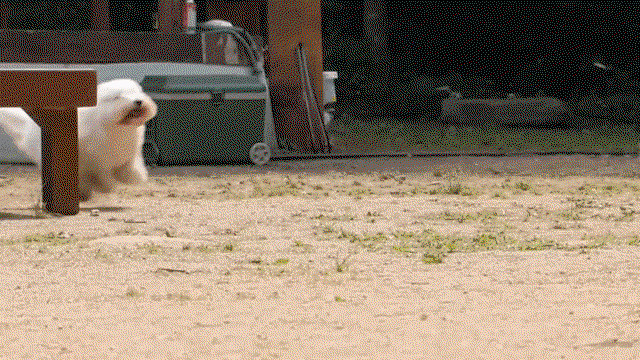 nPfpcu.gif