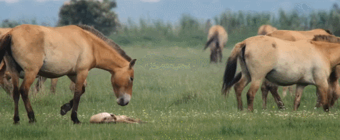 nTfVbT.gif