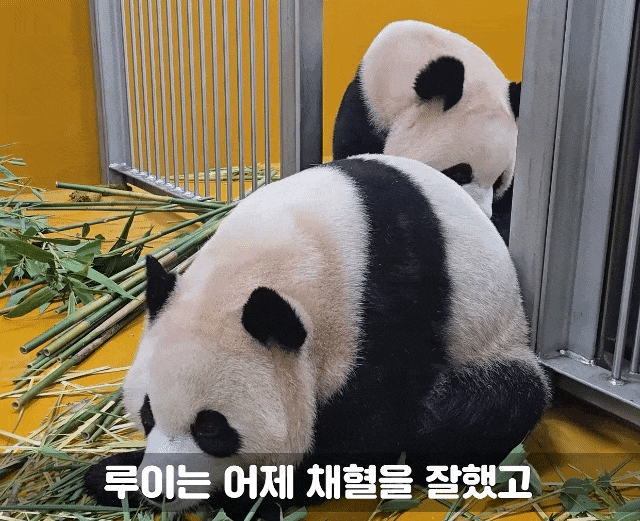 nVYJAI.gif