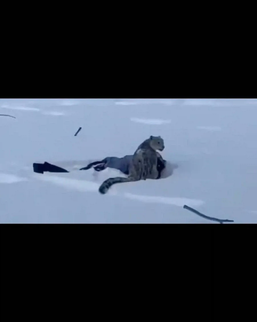 nWXwjw