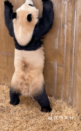 nXQKZx.gif