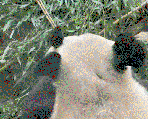 nZnSpZ.gif