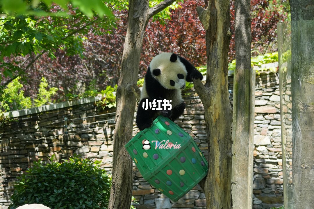 neZVDb