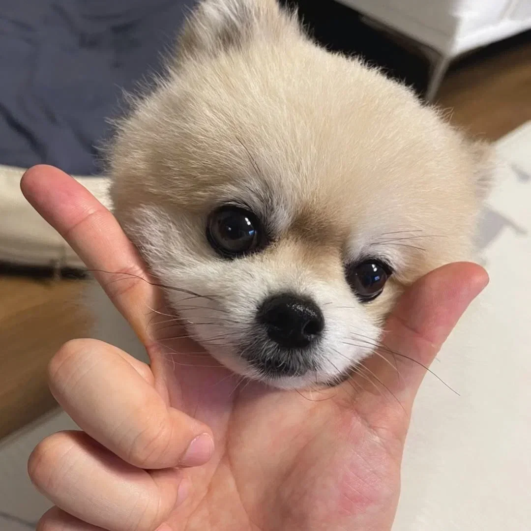 nlVJXZ