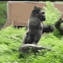nzLGeg.gif