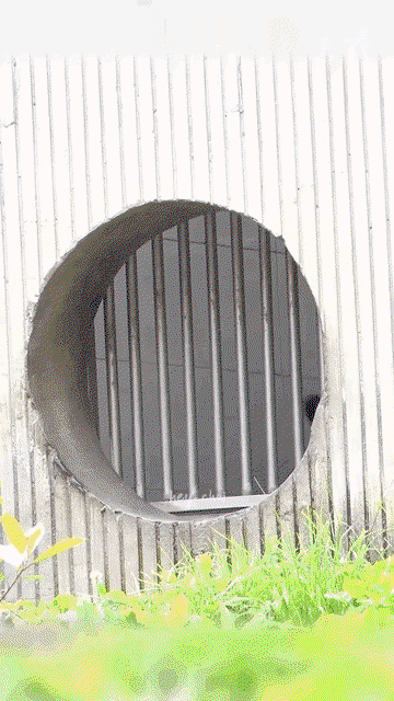 oDCgQI.gif