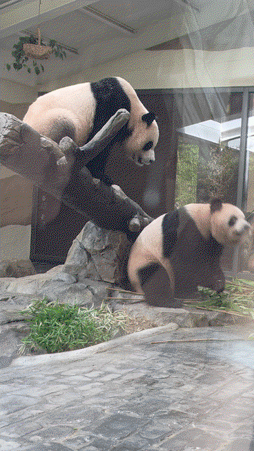 oGPMTx.gif