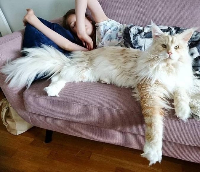 oMvGZL